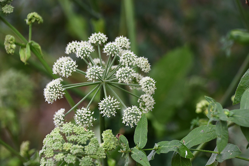 Angelica sylvestris (Tree Angelica) — photo