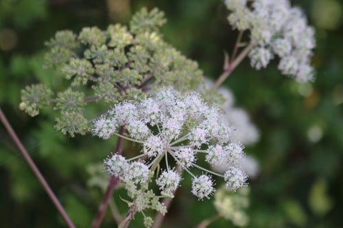 Angelica sylvestris