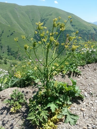 Angelica tatianae