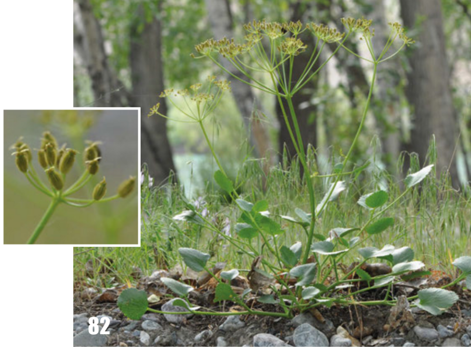 Angelica ternata