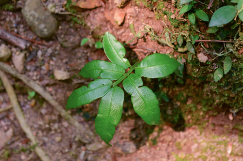 Angiopteris caudatiformis — photo