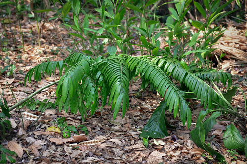 Angiopteris caudatiformis