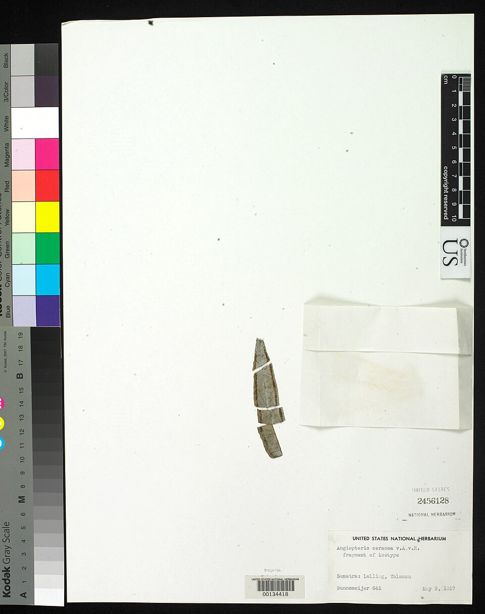 Angiopteris ceracea