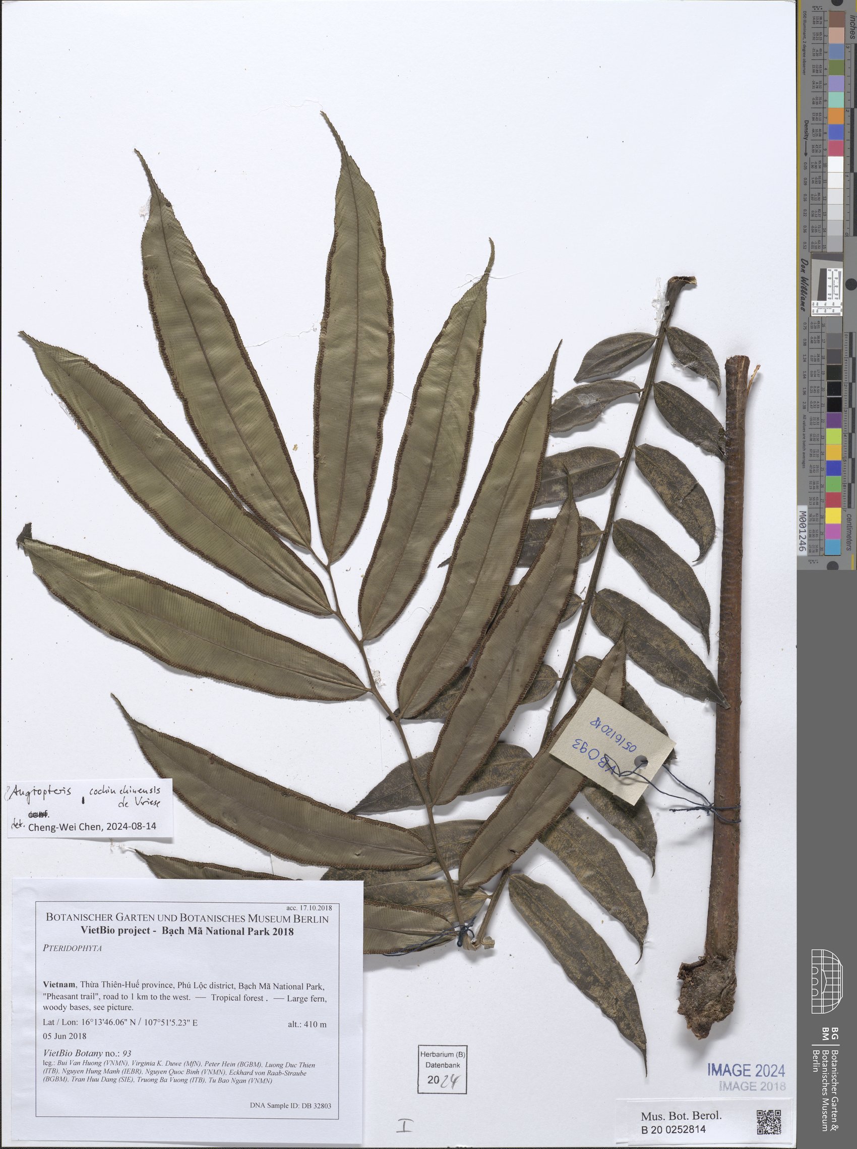 Angiopteris cochinchinensis (Tao sen quanam) — photo