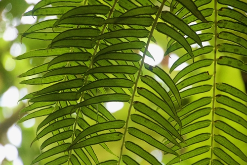 Angiopteris evecta (King fern) — photo