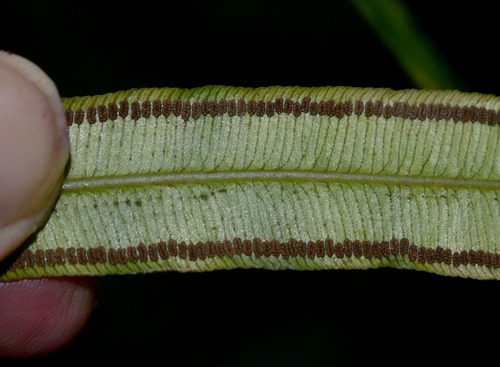 Angiopteris evecta (King fern) — photo