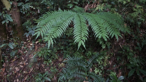 Angiopteris fokiensis