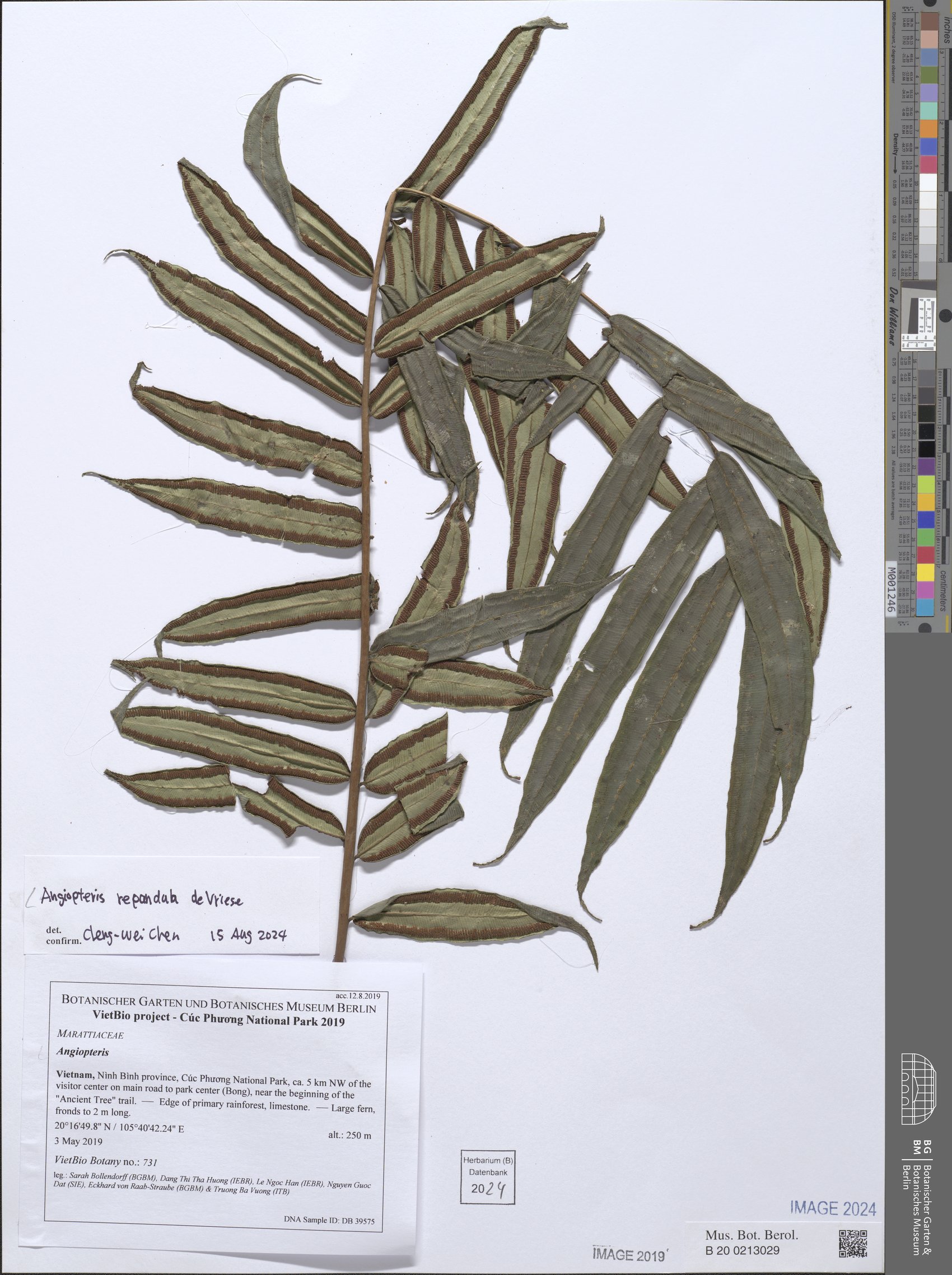 Angiopteris helferiana — photo