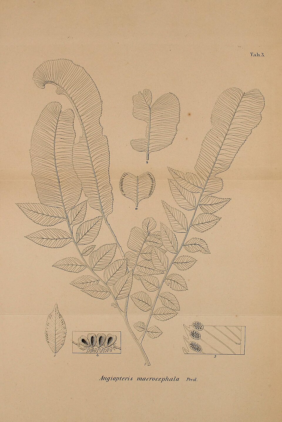 Angiopteris helferiana