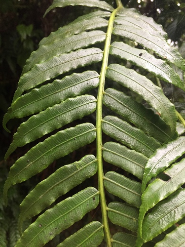 Angiopteris palmiformis — photo