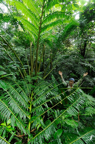 Angiopteris palmiformis