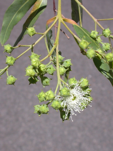 Angophora floribunda (Bulamin) — photo