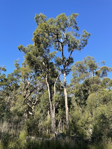 Angophora floribunda (Bulamin) — photo