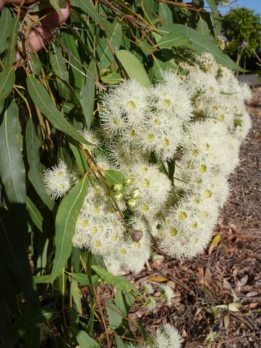 Angophora floribunda