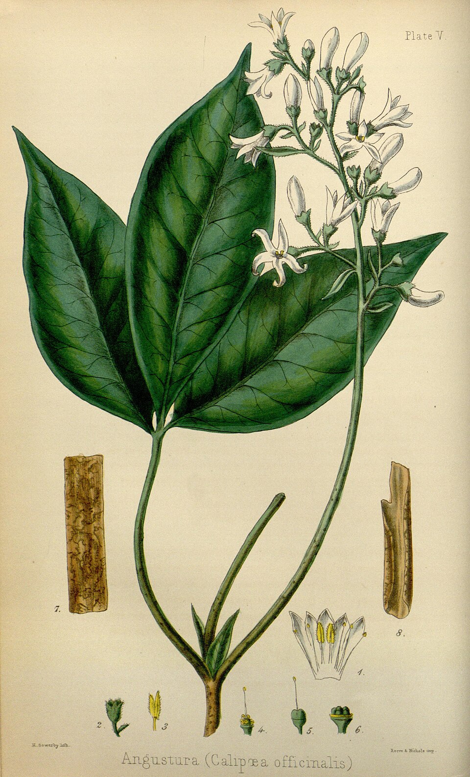 Angostura trifoliata (Angostura) — photo