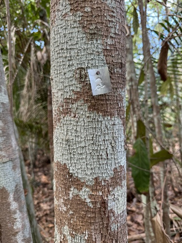Aniba canelilla (Canelilla aniba) — photo