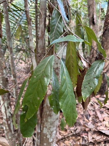 Aniba canelilla
