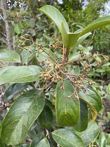 Aniba firmula (Pichurim Bean) — photo