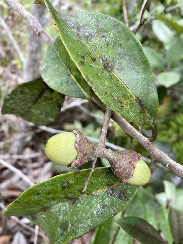 Aniba firmula (Pichurim Bean) — photo