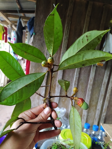 Aniba parviflora (Macacaporanga) — photo