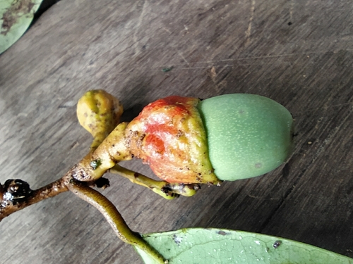 Aniba parviflora