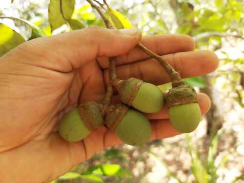 Aniba rosaeodora (Rosewood-oil tree) — photo