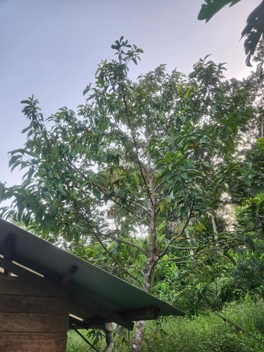 Aniba rosaeodora (Rosewood-oil tree) — photo