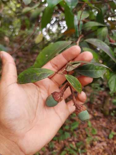 Aniba rosaeodora