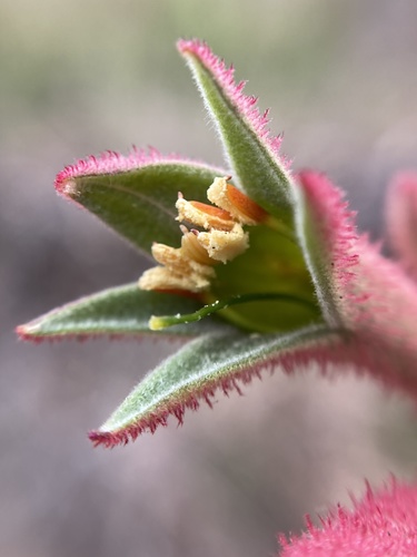 Anigozanthos flavidus (Tall kangaroo-paw) — photo