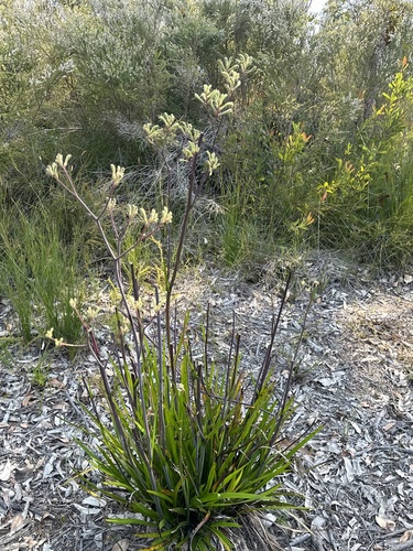 Anigozanthos flavidus (Tall kangaroo-paw) — photo