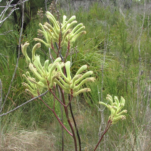 Haemodoraceae