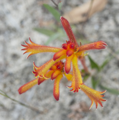 Anigozanthos humilis (Kangaroo paw) — photo