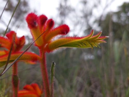 Anigozanthos humilis (Kangaroo paw) — photo