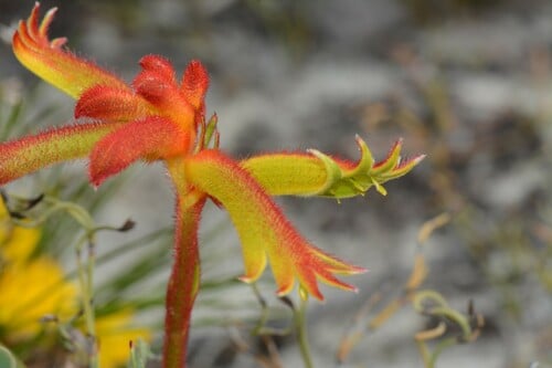 Anigozanthos humilis