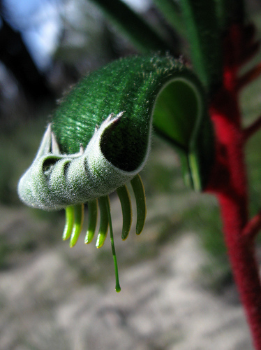Anigozanthos manglesii (Mangles kangaroo paw) — photo