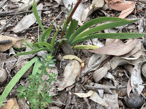 Anigozanthos manglesii (Mangles kangaroo paw) — photo