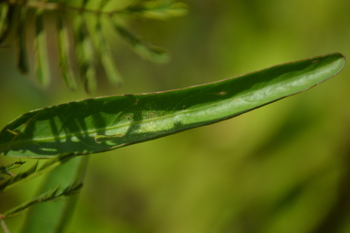 Aniseia martinicensis (Ulan puteh) — photo