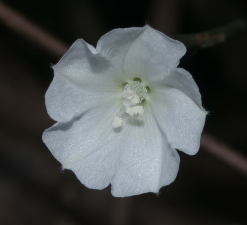 Aniseia martinicensis (Ulan puteh) — photo