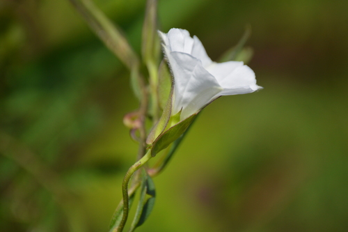 Convolvulaceae