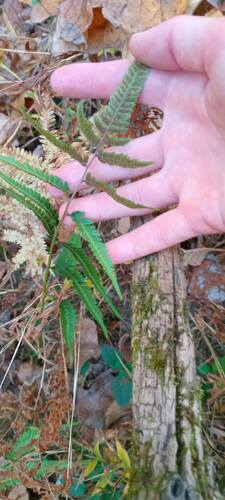 Anisocampium niponicum (Painted fern) — photo