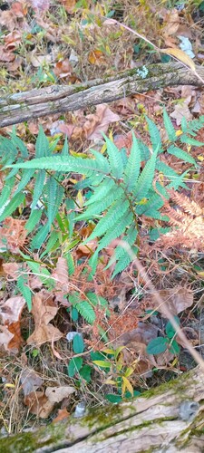 Anisocampium niponicum (Painted fern) — photo