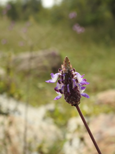Anisochilus carnosus