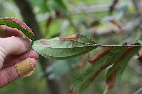 Anisophyllea laurina (Monkey apple) — photo