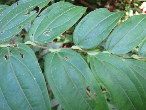 Anisophylleaceae