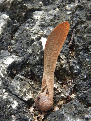Anisoptera thurifera (Anisoptera) — photo