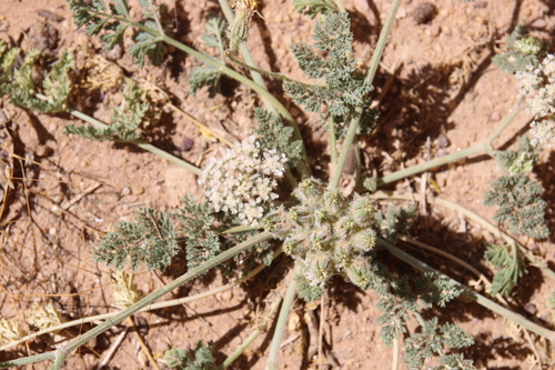 Anisosciadium lanatum (Basbas) — photo