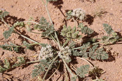 Anisosciadium lanatum (Basbas) — photo