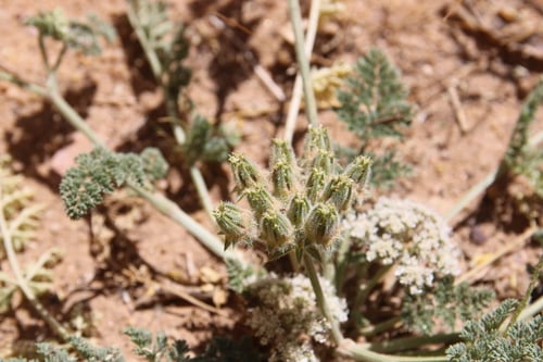 Anisosciadium lanatum