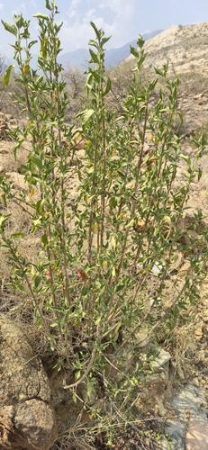 Anisotes trisulcus — photo
