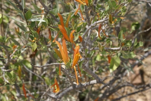 Anisotes trisulcus